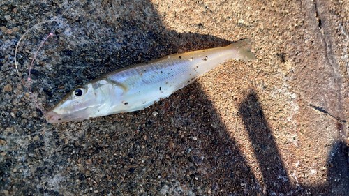 キスの釣果