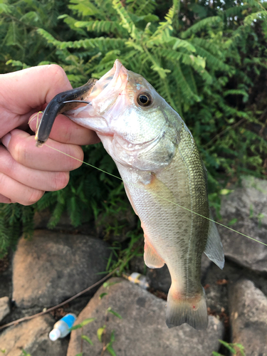 ラージマウスバスの釣果