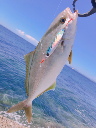 ショゴの釣果