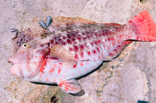 ブダイの釣果