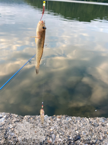 マハゼの釣果