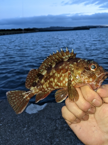 ガシラの釣果