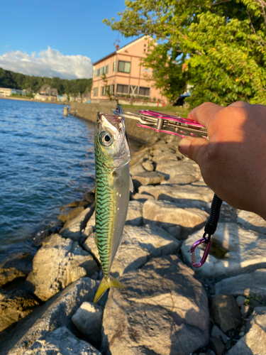 サバの釣果