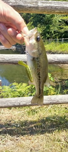 ブラックバスの釣果