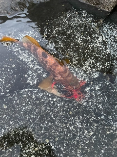 アコウの釣果