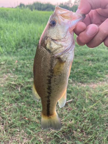 ラージマウスバスの釣果