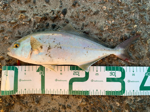 ショゴの釣果