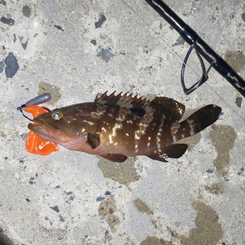 アコウの釣果