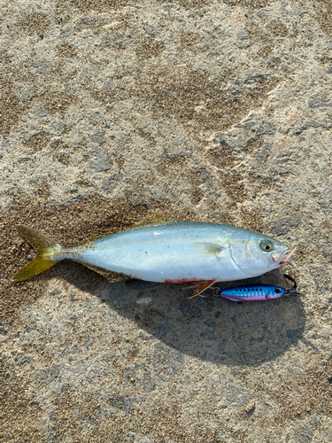 ワカシの釣果