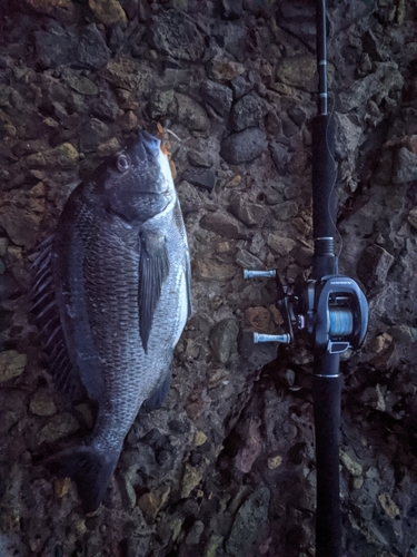 チヌの釣果