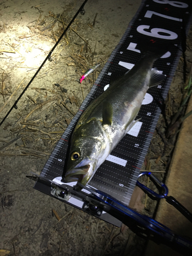 シーバスの釣果