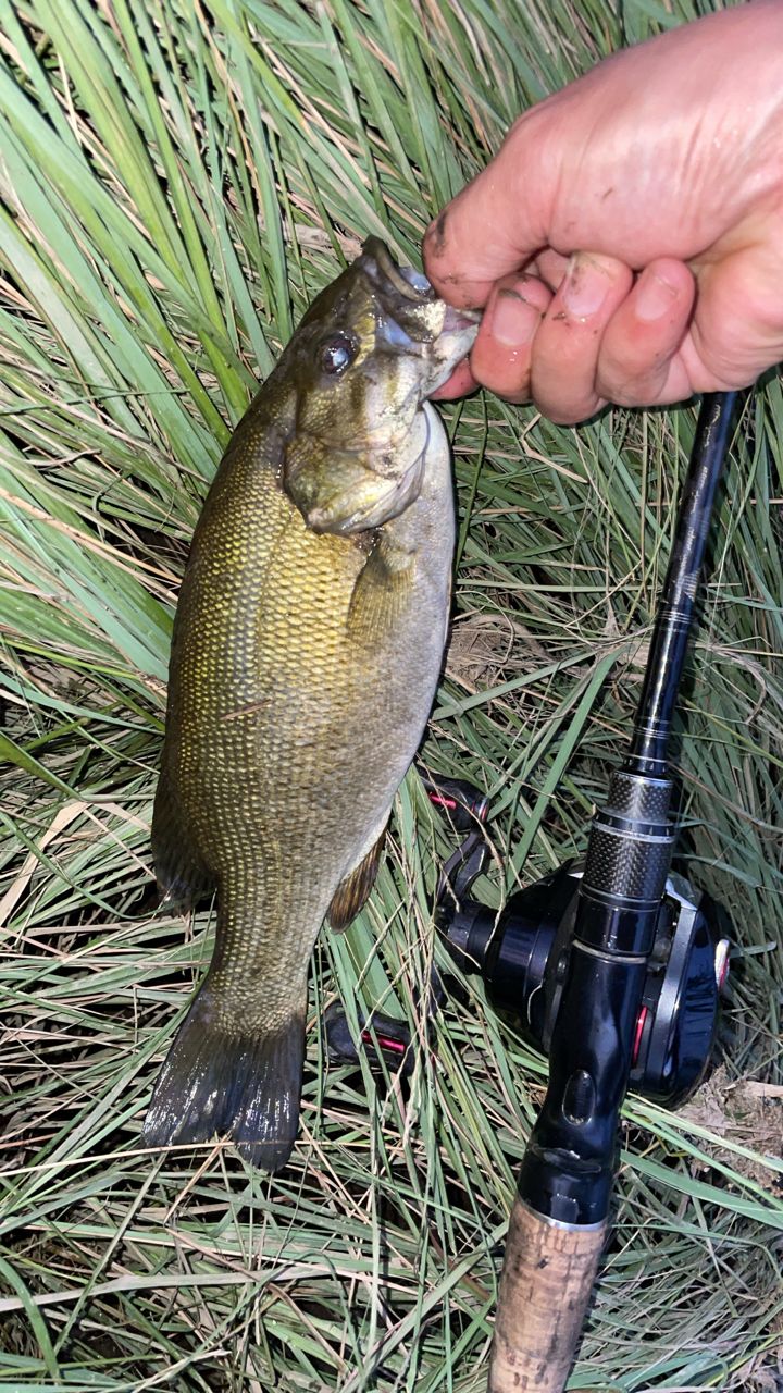 スモールマウスバス