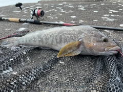 アイナメの釣果