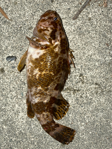 タケノコメバルの釣果