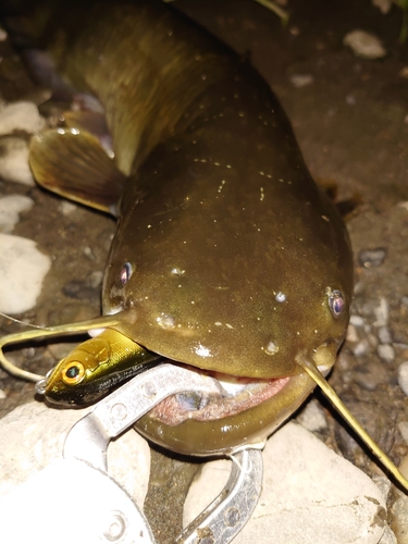 ナマズの釣果