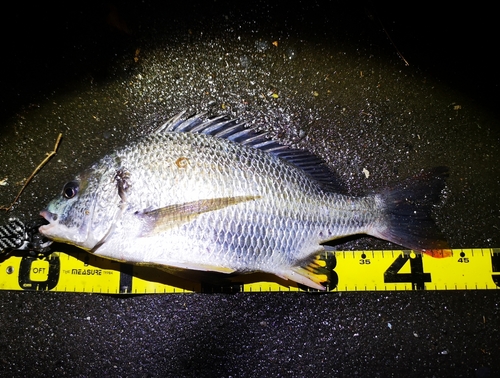 チヌの釣果