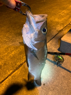 フッコ（マルスズキ）の釣果