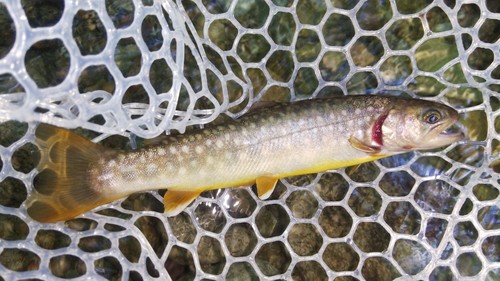 ニッコウイワナの釣果