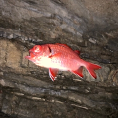 アカマツカサの釣果