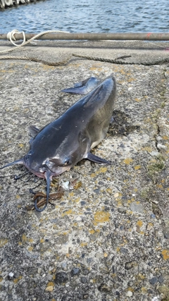 アメリカナマズの釣果