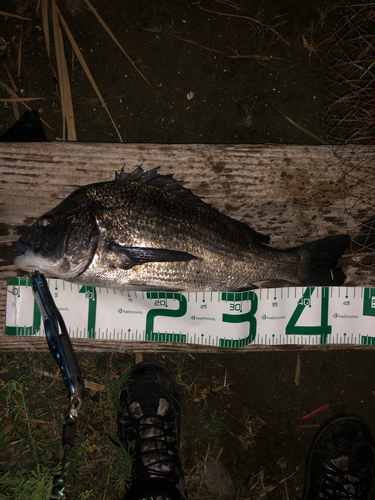 クロダイの釣果