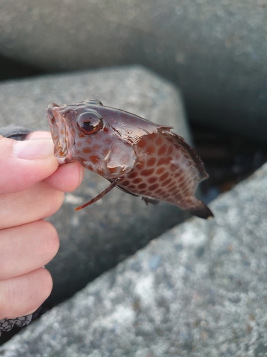 オオモンハタの釣果