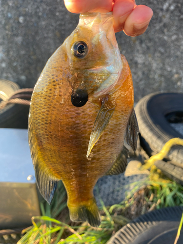 ブルーギルの釣果