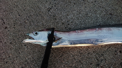 タチウオの釣果