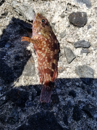 カサゴの釣果