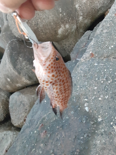 オオモンハタの釣果