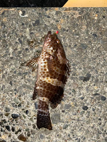 オオモンハタの釣果