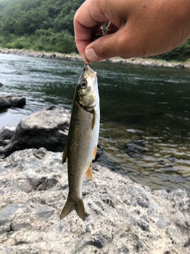 ウグイの釣果