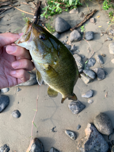 ラージマウスバスの釣果