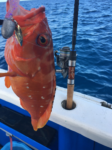 アカハタの釣果