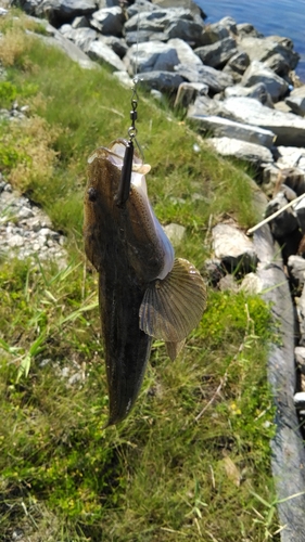 コチの釣果