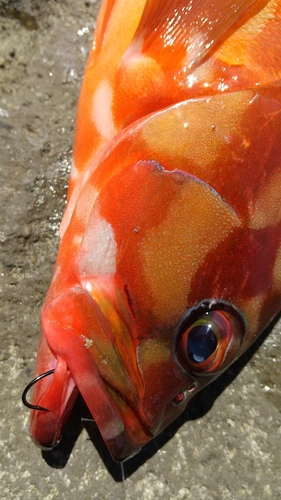 アカハタの釣果