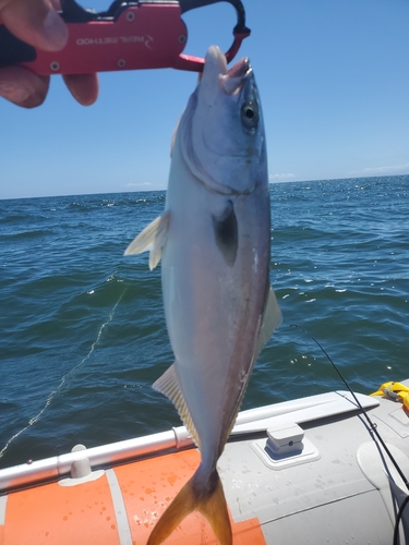 ワカシの釣果