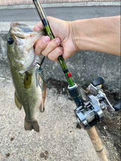 ラージマウスバスの釣果