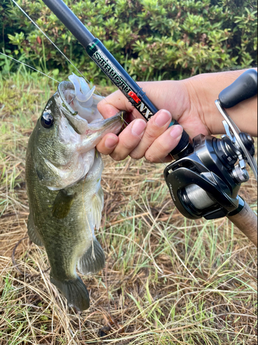 ラージマウスバスの釣果