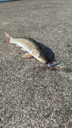 ウグイの釣果