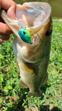 ラージマウスバスの釣果