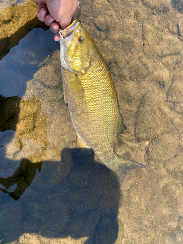 スモールマウスバスの釣果