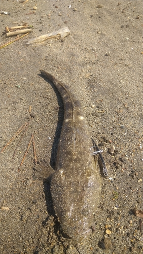 マゴチの釣果