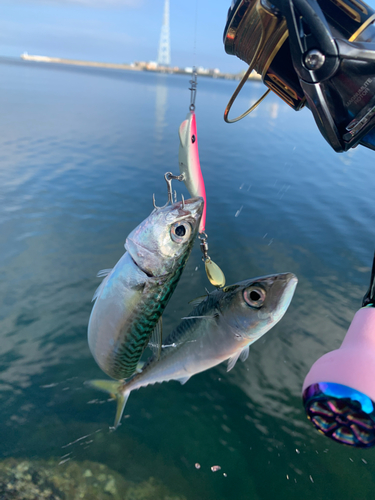 サバの釣果