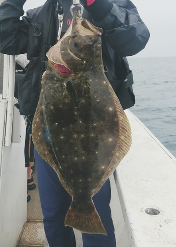 ヒラメの釣果