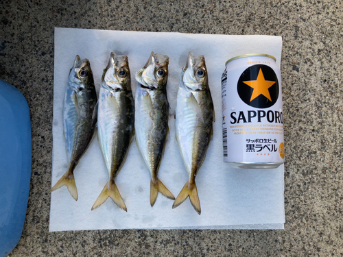 アジの釣果