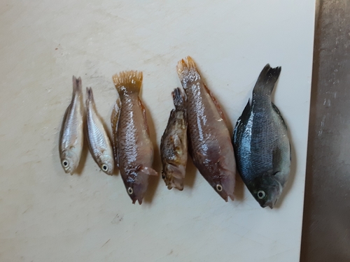 メジナの釣果