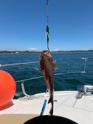 オオモンハタの釣果