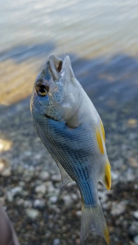 キチヌの釣果