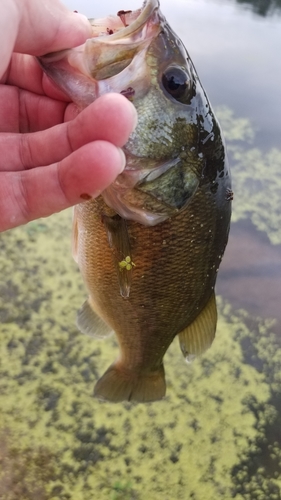 ラージマウスバスの釣果